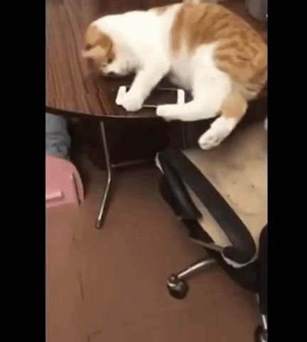Good kitty in funny gifs