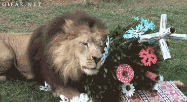 christmas animated GIF 