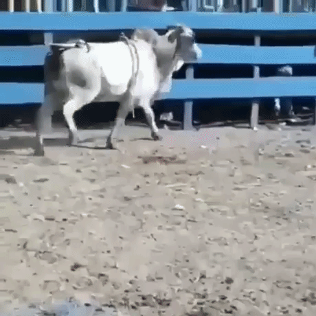 Kung fu bull in animals gifs