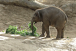 Elephant Spinning GIF - Find & Share on GIPHY