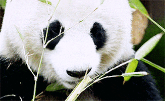 Panda Bear Eating GIF - Find & Share on GIPHY