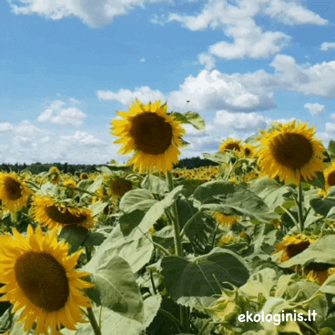 Ekologinis.lt GIF