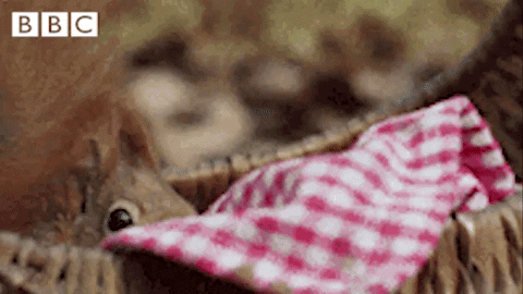 Squirrel Hide GIF by CBBC - Find & Share on GIPHY