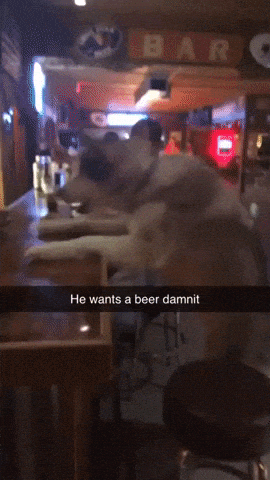 Where is my beer in dog gifs