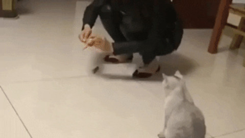 Kangaroo chases the toy