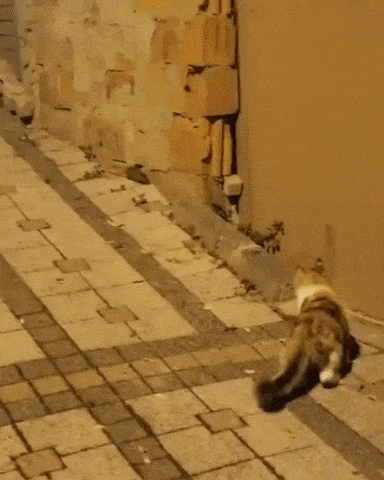 Meanwhile cat and rat in parallel universe in funny gifs