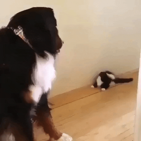 Cats are weird in dog gifs