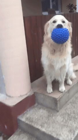Showing His Fav Ball in animals gifs