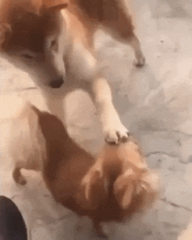Doggo want to pet in dog gifs