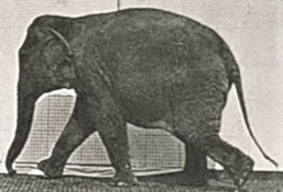 Image result for elephant walking gif