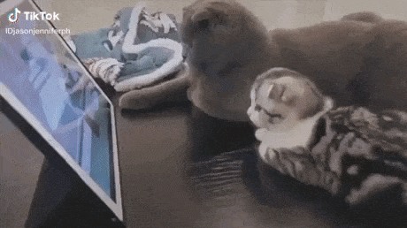 Kittens enjoying Tom and Jerry in cat gifs