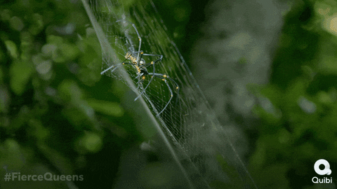 Video Menunjukkan Labah-labah Bersarang Di Dalam Telinga 