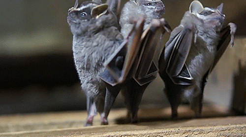 Bats Mammals GIF Find Share on GIPHY