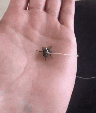 This dude have a pet fly in wow gifs