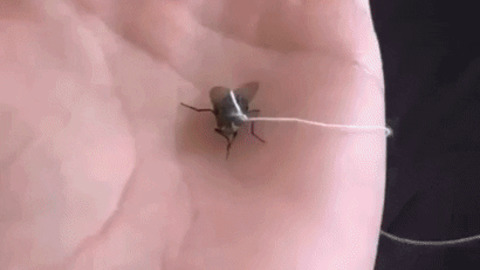 This dude have a pet fly
