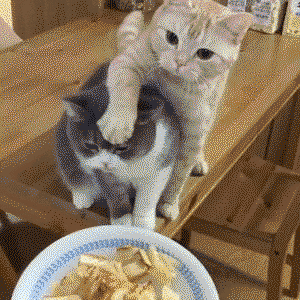 Out of my way This food is mine in cat gifs