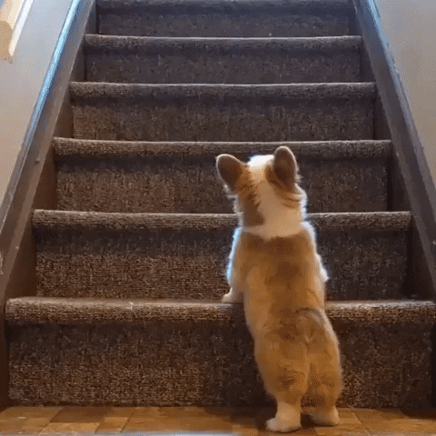 gifs de cachorros: aprendendo a usar a escada