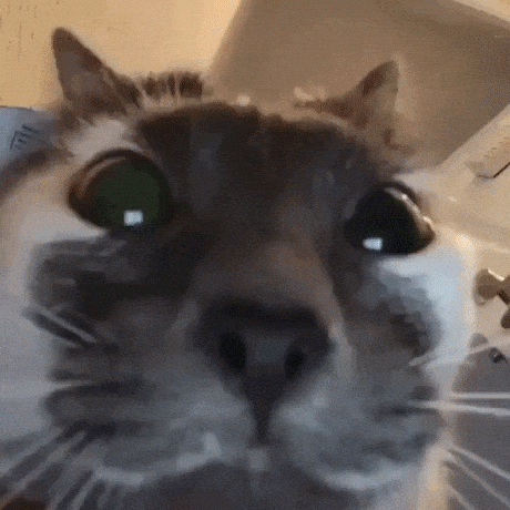 Important facetime call in cat gifs