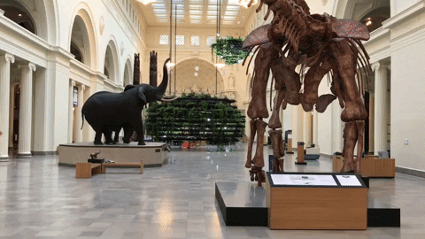 Niño disfrazado de dinosaurio corriendo dentro de un museo