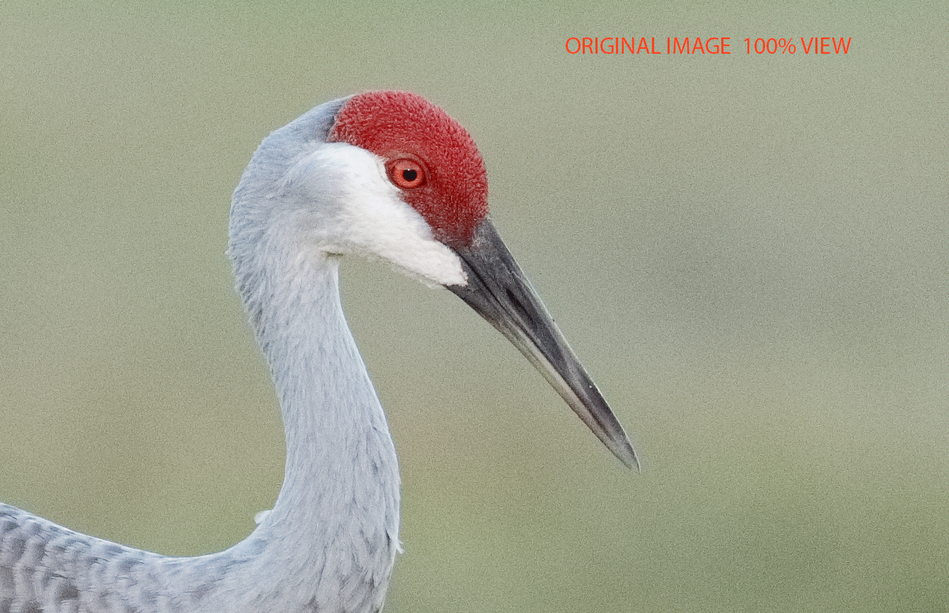 Crane GIF Find & Share on GIPHY