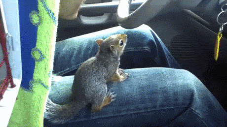 Squirrel wants to drive in funny gifs