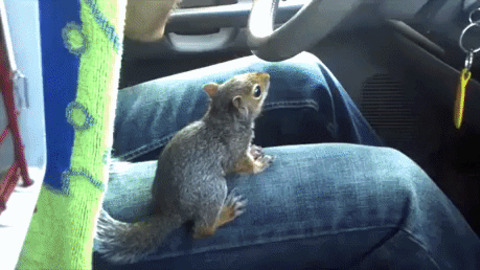 Squirrel wants to drive