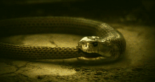Tasty GIF - Find & Share on GIPHY