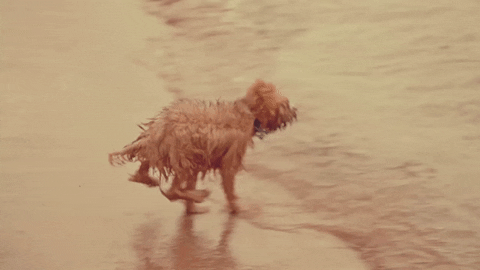 Dogs Jumping GIF by Pure Noise Records