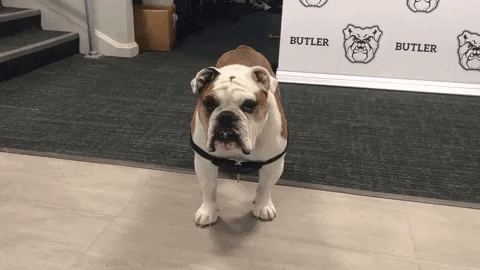 Wait What Dog GIF by Butler University