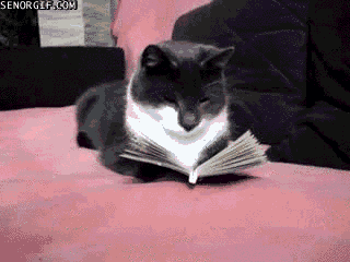A gif image of a cat reading