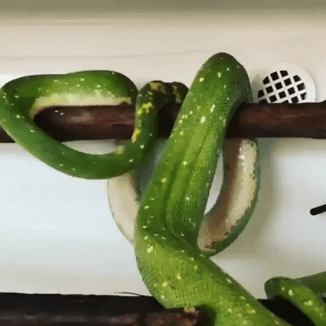 This is how snake sleep in animals gifs