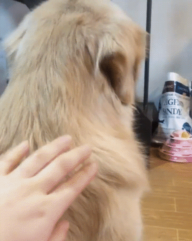 ¿Cómo desenredar el pelo a tu perro y no morir en el intento?