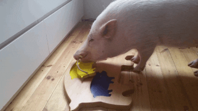 gif pig funny moving gif images adult animals