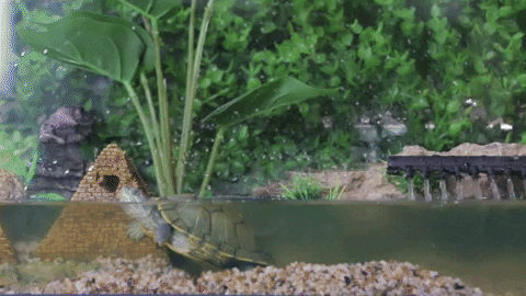 turtle-tank-filter