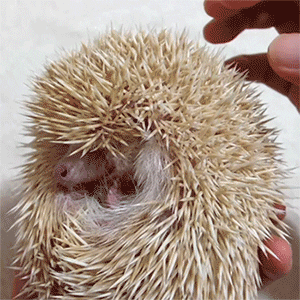 hedgehog linkimal