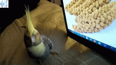 Birb be like what fukery is this in funny gifs