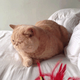 giphy.gif