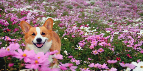 Spring Smiling GIF - Find & Share on GIPHY