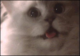 Scared Cat GIF - Find & Share on GIPHY