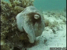 Cheezburger animals mindwarp octopus under the sea