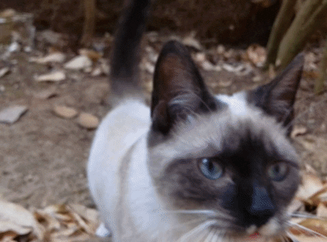 Guatemala GIF