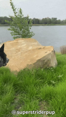 giphy.gif