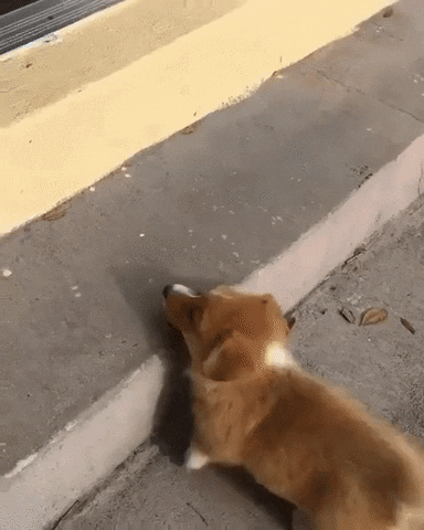 Corgi GIFs - Find & Share on GIPHY