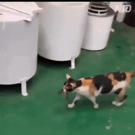 Lunch time in cat gifs