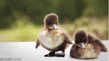 Cute Animal Gif - Find &Amp; Share On Giphy