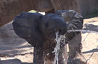 elephant baby elephant drinking water