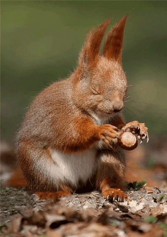 Image result for blind squirrel acorn