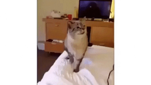 How cat sneeze