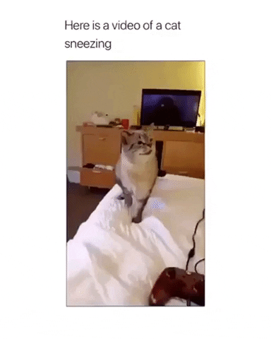 How cat sneeze in cat gifs