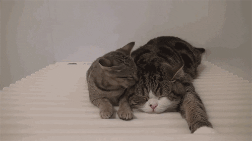 Wake Up Kitten GIF - Find & Share on GIPHY